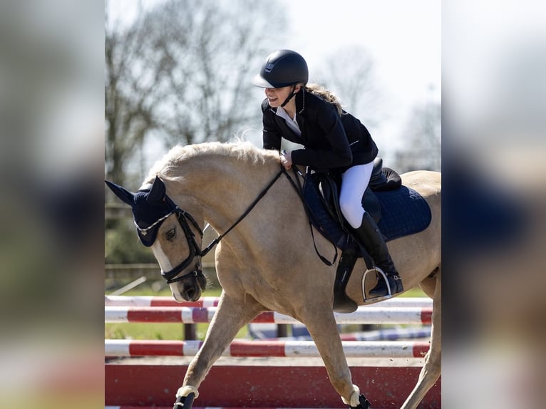Cavallo Curly Castrone 7 Anni 149 cm Palomino in Roosendaal