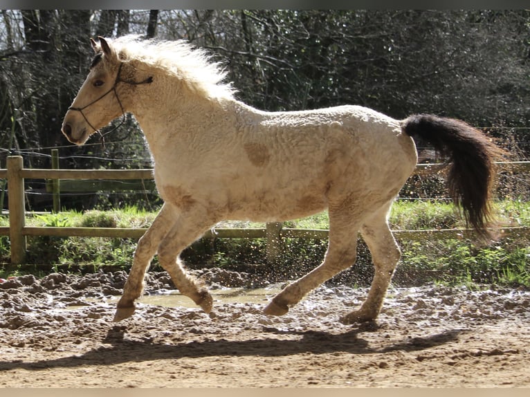 Cavallo Curly Castrone 7 Anni 160 cm Pelle di daino in FRANCE