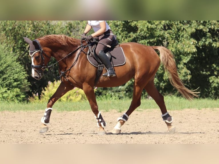 Cavallo Curly Giumenta 11 Anni 166 cm Sauro in Jena