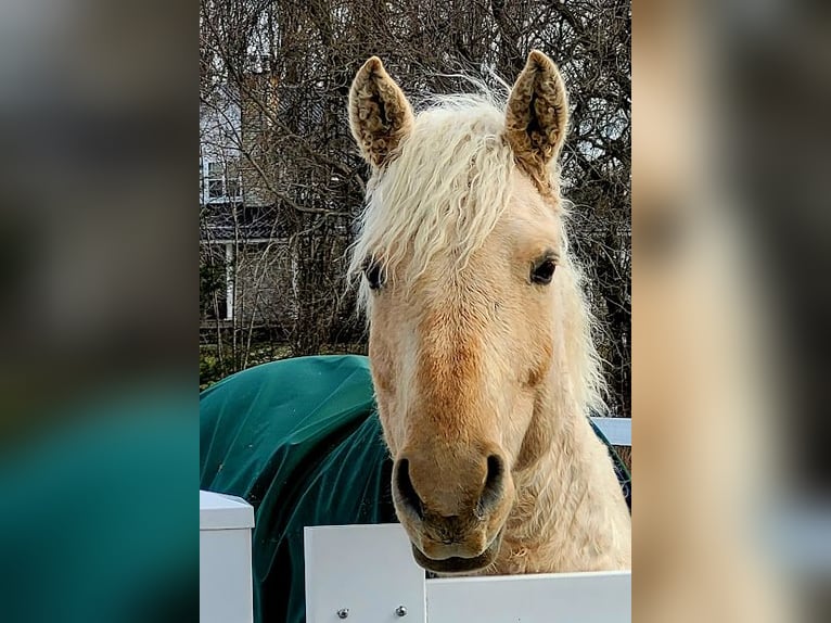 Cavallo Curly Giumenta 15 Anni 152 cm Palomino in Frankford, ON