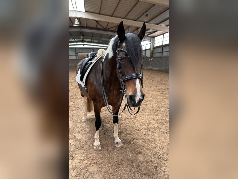 Cavallo Curly Giumenta 17 Anni 162 cm Pezzato in Schmelz