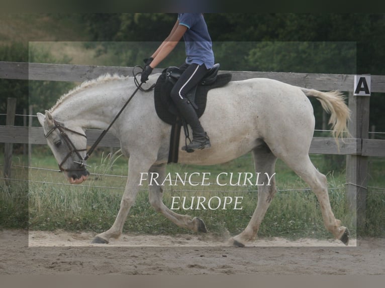 Cavallo Curly Giumenta 19 Anni 153 cm Grigio pezzato in France