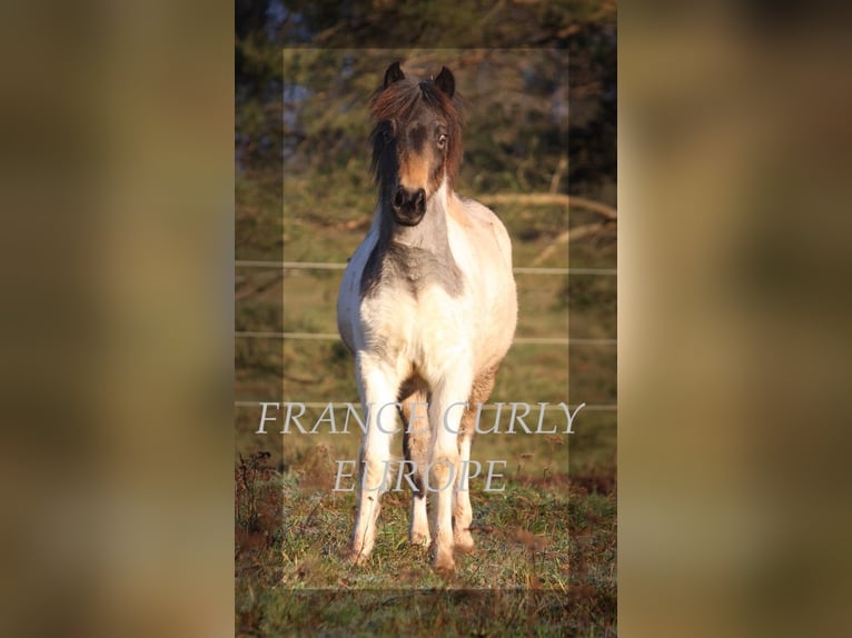 Cavallo Curly Giumenta 1 Anno 130 cm Roano blu in france