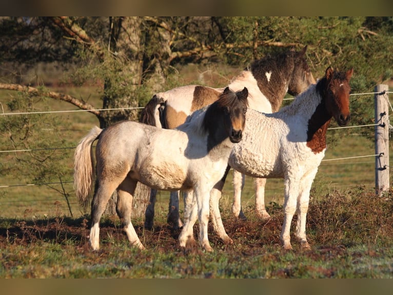 Cavallo Curly Giumenta 1 Anno 130 cm Roano blu in france