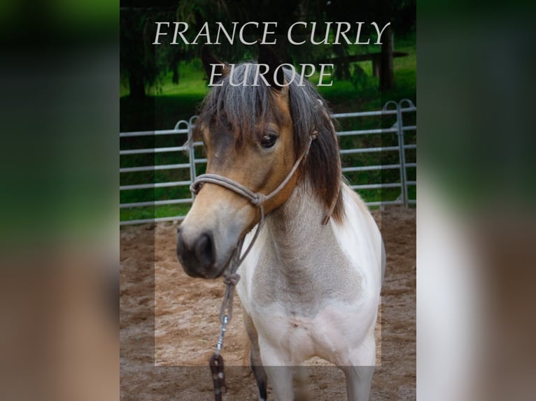 Cavallo Curly Giumenta 1 Anno 130 cm Roano blu in france