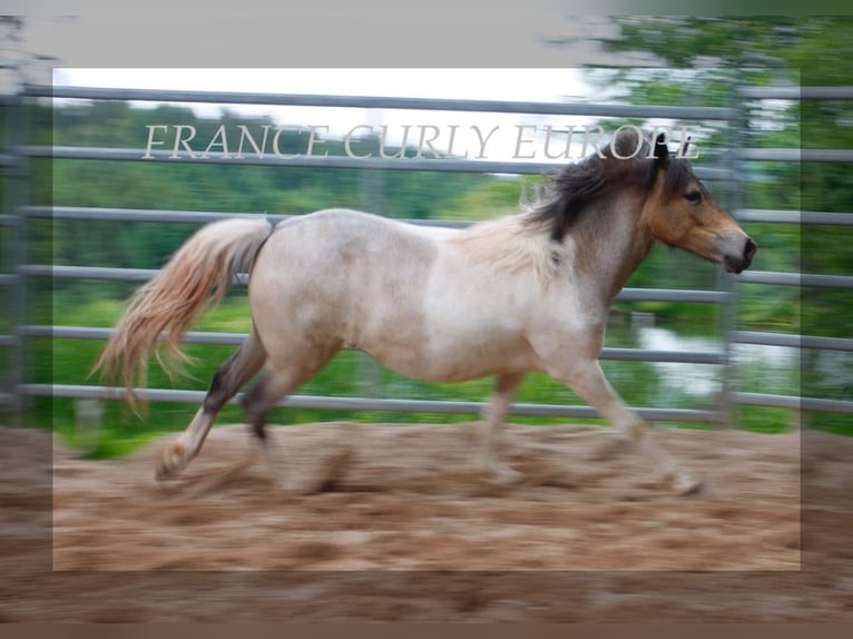 Cavallo Curly Giumenta 1 Anno 130 cm Roano blu in france