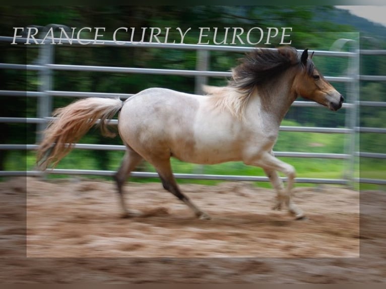 Cavallo Curly Giumenta 1 Anno 130 cm Roano blu in france