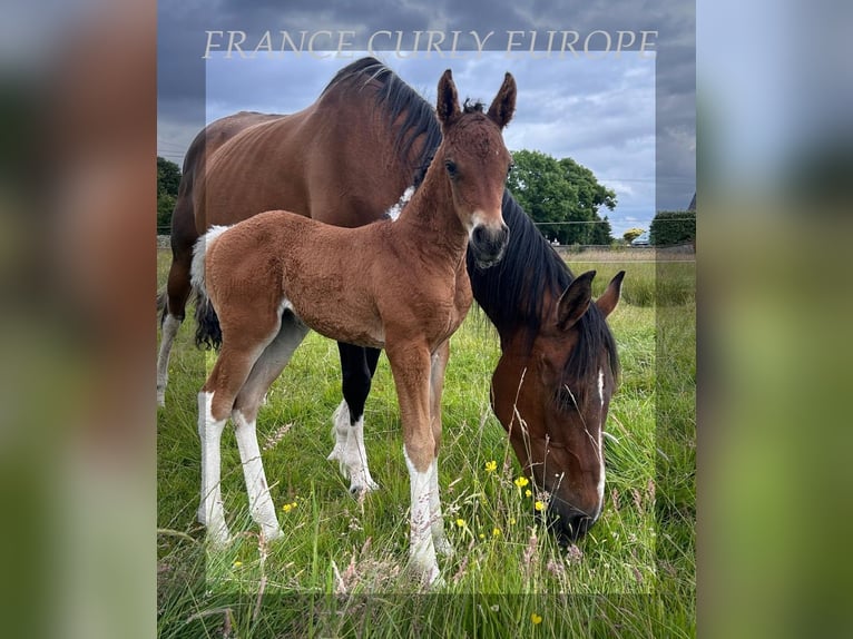 Cavallo Curly Giumenta 1 Anno 150 cm Baio ciliegia in Oughterard