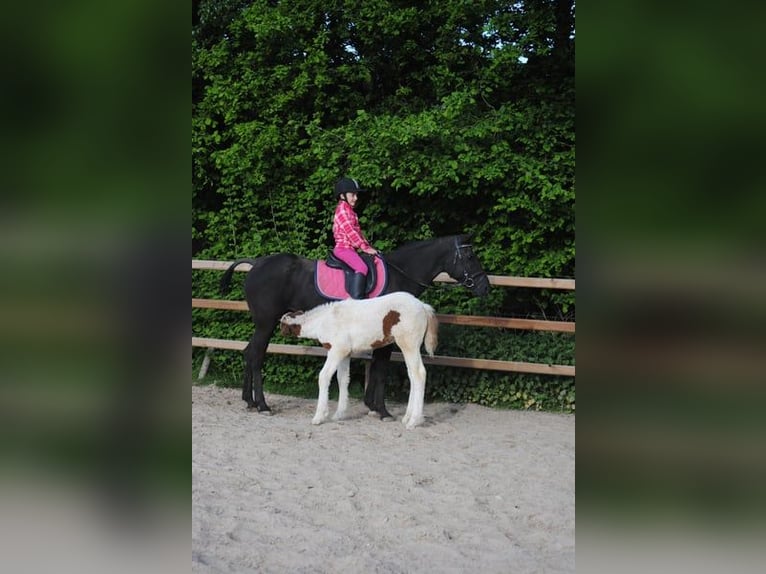 Cavallo Curly Giumenta 1 Anno 153 cm Pezzato in Ruinen