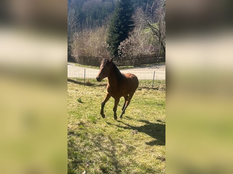 Cavallo Curly Giumenta 1 Anno 155 cm Baio in Freyung
