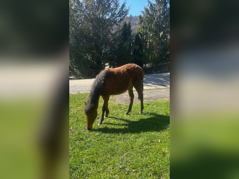 Cavallo Curly Giumenta 1 Anno 155 cm Baio in Freyung