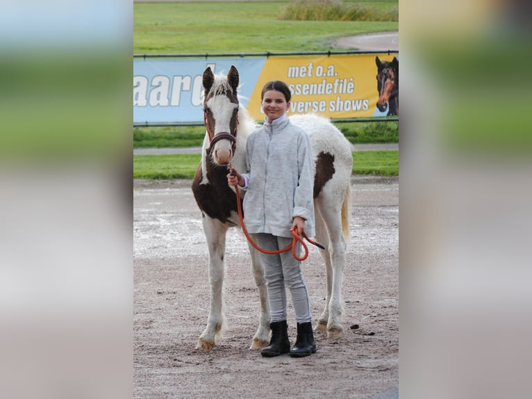 Cavallo Curly Giumenta 1 Anno 155 cm Pezzato in Ruinen