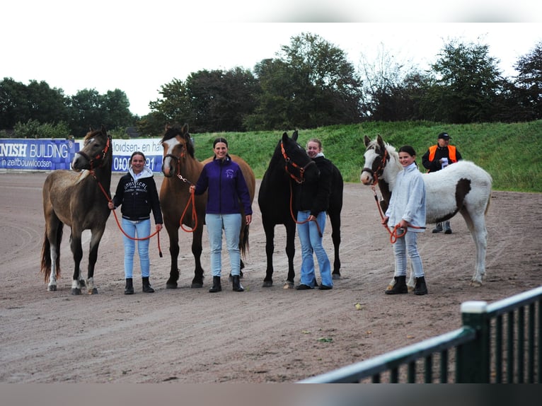 Cavallo Curly Giumenta 1 Anno 155 cm Pezzato in Ruinen