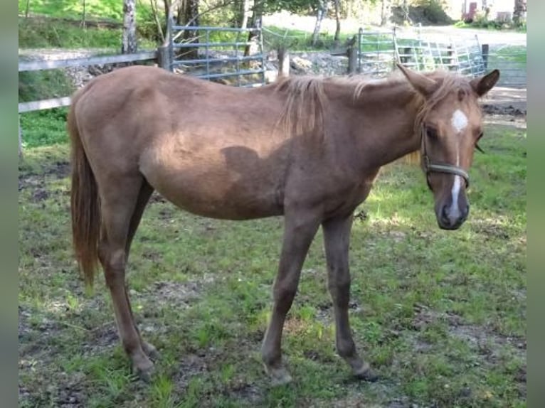 Cavallo Curly Giumenta 1 Anno Red dun in Arnbruck