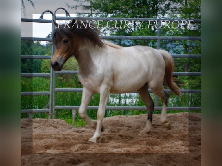 Cavallo Curly Giumenta 2 Anni 130 cm Roano blu in france