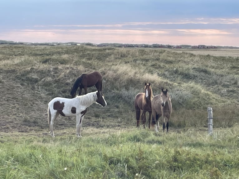 Cavallo Curly Giumenta 2 Anni 150 cm Overo-tutti i colori in Skærbæk