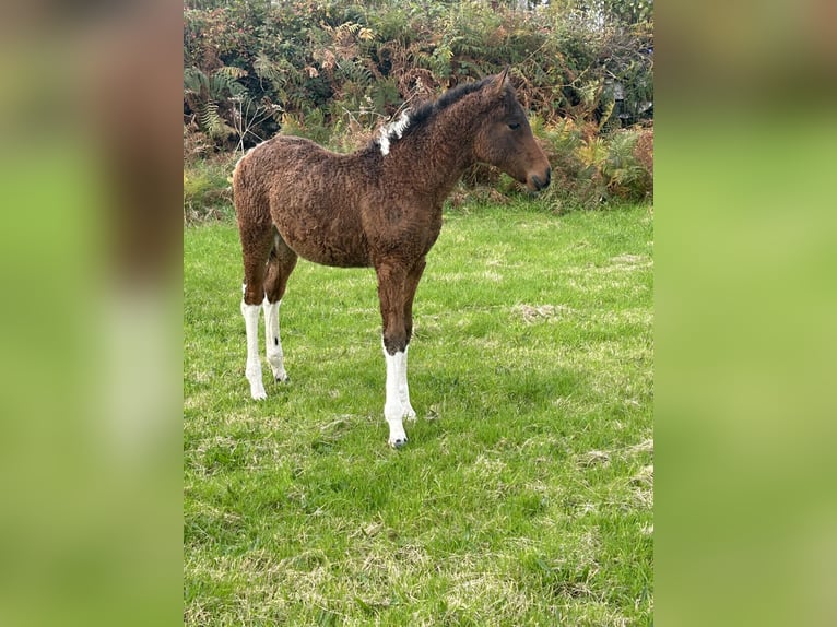 Cavallo Curly Giumenta 2 Anni 152 cm Tobiano-tutti i colori in Galway