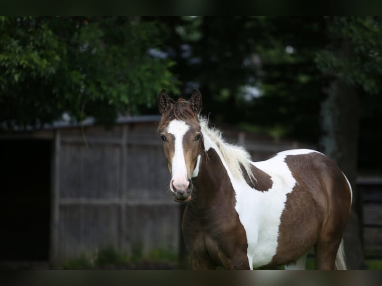 Cavallo Curly Mix Giumenta 2 Anni 153 cm Tobiano-tutti i colori in Trans-sur-Erdre