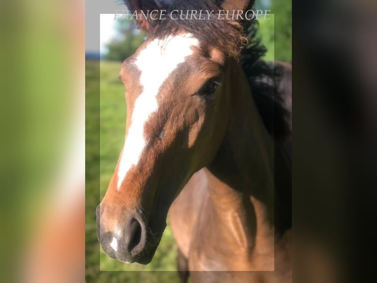 Cavallo Curly Giumenta 2 Anni 160 cm in Oughterard, Co. Galway.