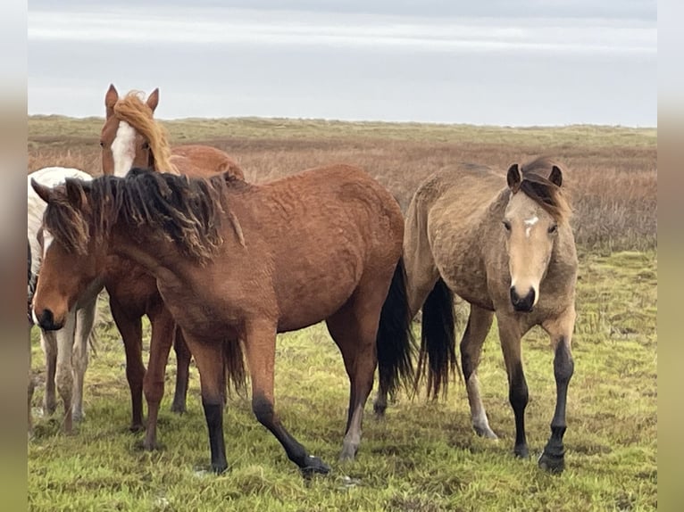 Cavallo Curly Giumenta 3 Anni 149 cm Pelle di daino in Skærbæk