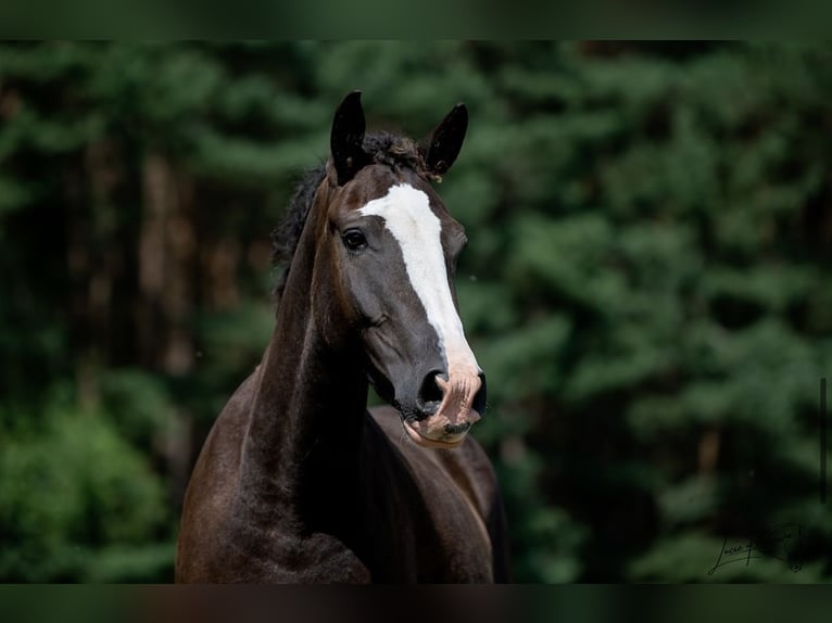 Cavallo Curly Giumenta 3 Anni 160 cm Baio nero in Pribram