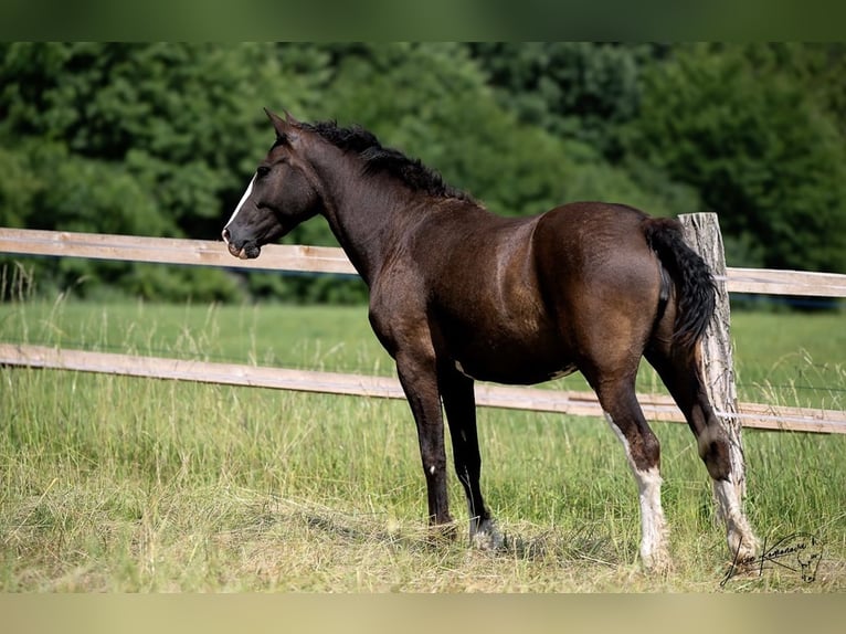 Cavallo Curly Giumenta 3 Anni 160 cm Baio nero in Pribram