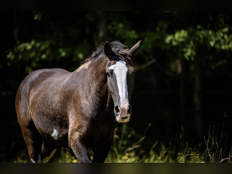 Cavallo Curly Giumenta 3 Anni 160 cm Baio nero in Pribram