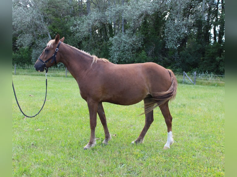 Cavallo Curly Giumenta 4 Anni 155 cm Sauro scuro in Chantemerle-lès-Grignan