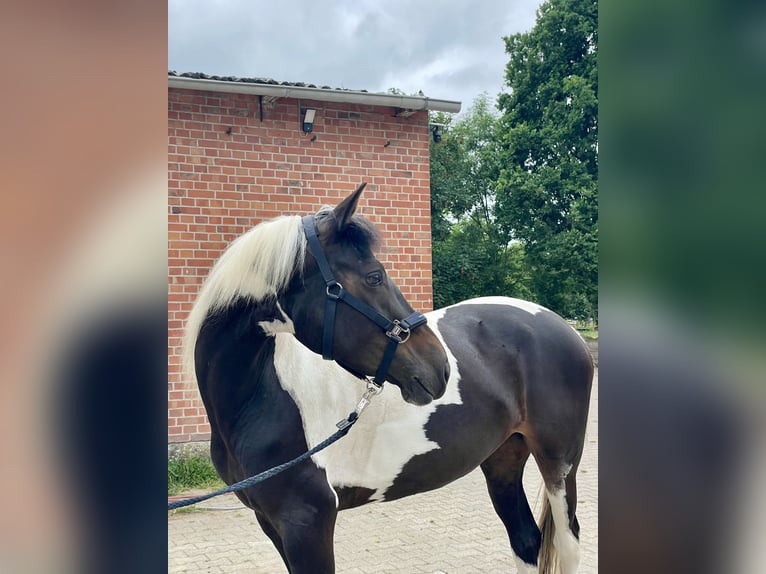 Cavallo Curly Giumenta 4 Anni 158 cm Pezzato in Wittingen