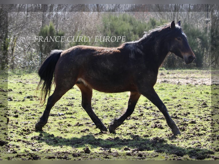 Cavallo Curly Giumenta 5 Anni 146 cm Baio scuro in france