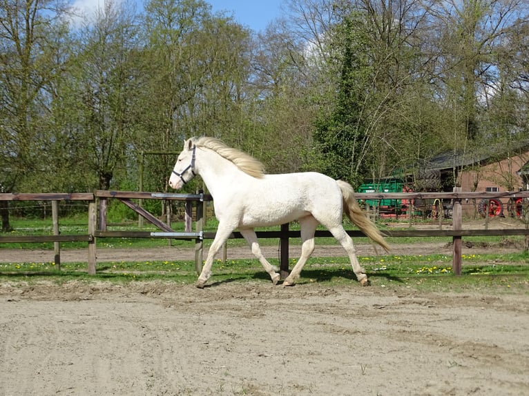 Cavallo Curly Giumenta 5 Anni 158 cm Sabino in Bennekom