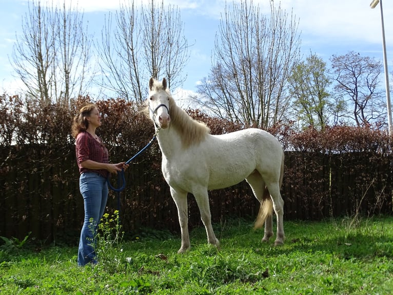 Cavallo Curly Giumenta 5 Anni 158 cm Sabino in Bennekom