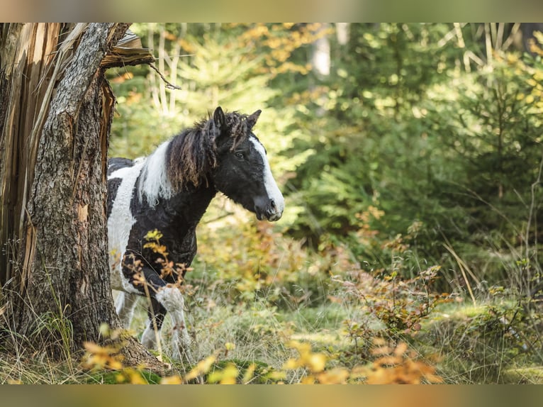 Cavallo Curly Mix Giumenta 6 Anni 124 cm Pezzato in Elterlein