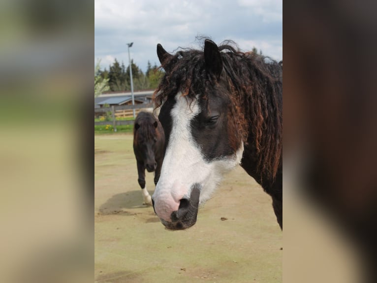 Cavallo Curly Mix Giumenta 6 Anni 124 cm Pezzato in Elterlein