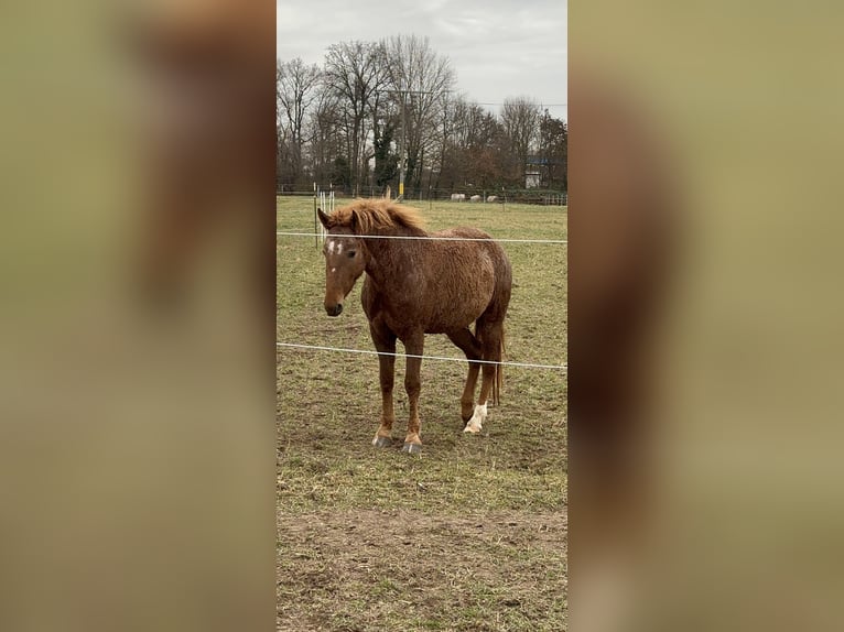 Cavallo Curly Giumenta 6 Anni 146 cm Sauro in Rodgau