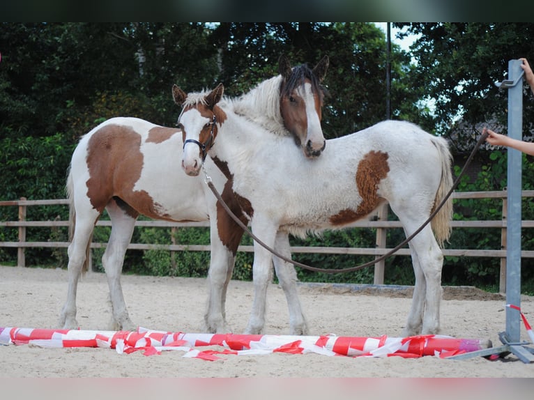 Cavallo Curly Giumenta 6 Anni 147 cm Morello in Ruinen