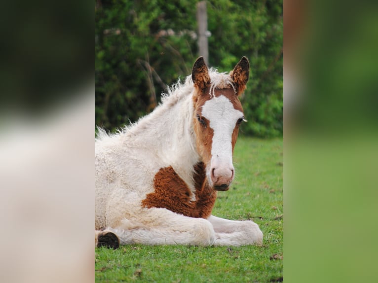 Cavallo Curly Giumenta 6 Anni 147 cm Morello in Ruinen