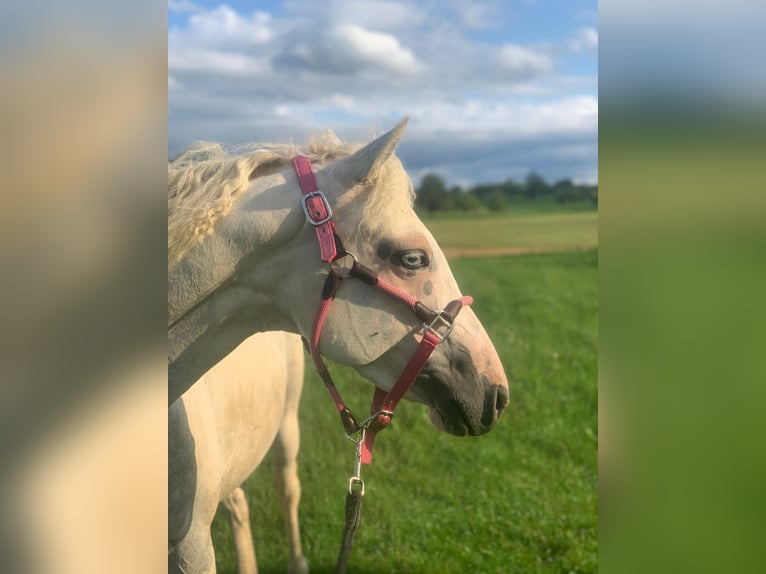 Cavallo Curly Mix Giumenta 6 Anni 147 cm Pezzato in Aichtal