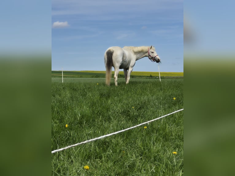 Cavallo Curly Mix Giumenta 6 Anni 148 cm Pezzato in Aichtal