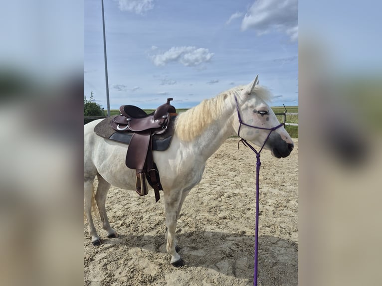 Cavallo Curly Mix Giumenta 6 Anni 148 cm Pezzato in Aichtal