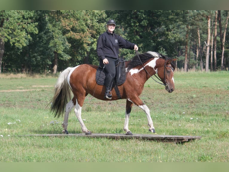 Cavallo Curly Giumenta 6 Anni 149 cm Pezzato in Ribbesbüttel