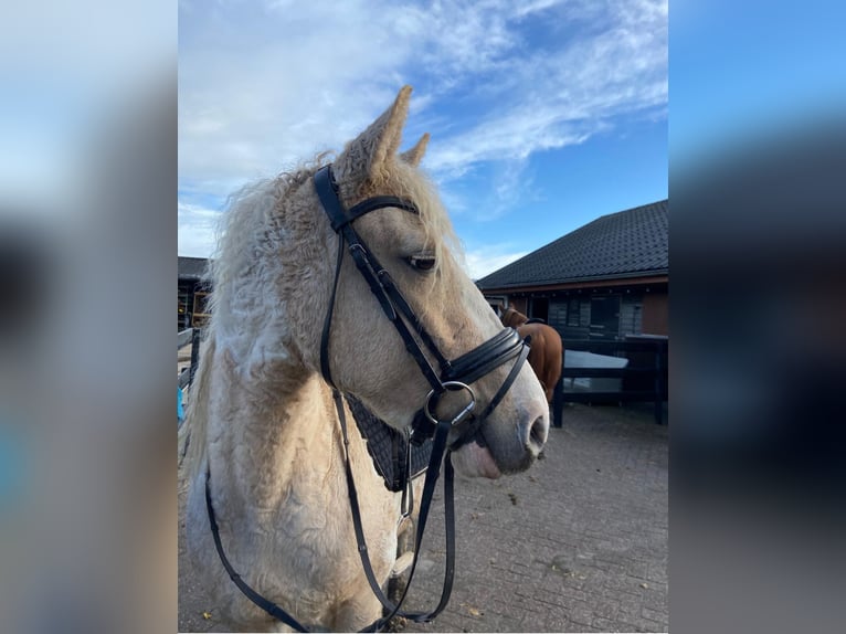 Cavallo Curly Giumenta 6 Anni 150 cm Overo-tutti i colori in Beemte Broekland