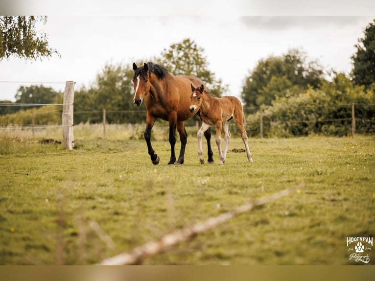 Cavallo Curly Giumenta 6 Anni 152 cm Baio in Thedinghausen