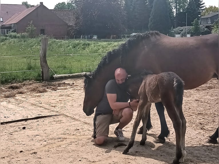 Cavallo Curly Giumenta 6 Anni 152 cm Baio in Thedinghausen