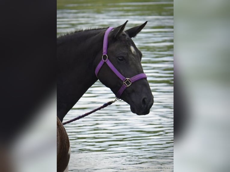 Cavallo Curly Giumenta 7 Anni 147 cm Morello in Ruinen