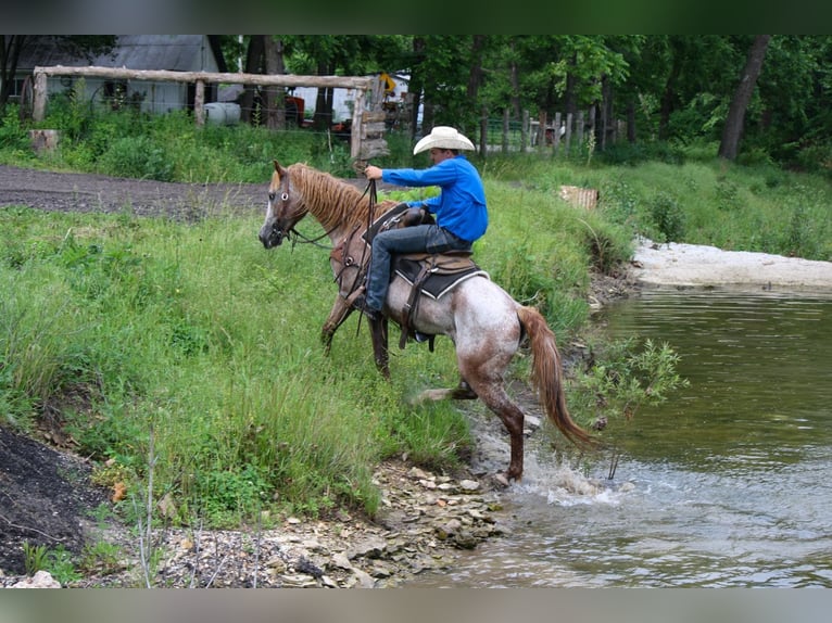 Cavallo Curly Giumenta 7 Anni 152 cm Roano rosso in Owensville