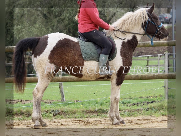 Cavallo Curly Giumenta 7 Anni 155 cm Baio scuro in france