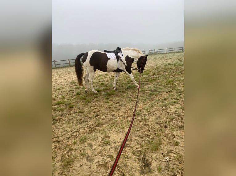 Cavallo Curly Giumenta 7 Anni 155 cm Morello in Yseure