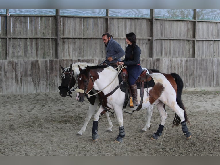 Cavallo Curly Giumenta 7 Anni 155 cm Morello in Yseure