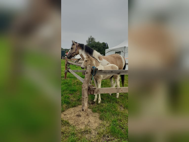 Cavallo Curly Giumenta 8 Anni 158 cm Falbo in Ruinenruinen
